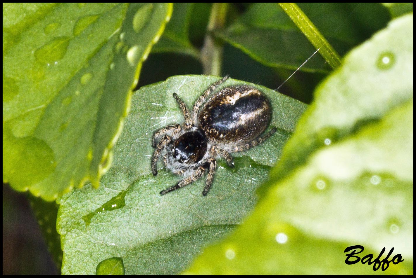 Philaeus chrysops - Monrupino (TS)